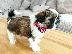 PoulaTo: Υπέροχα θηλυκά κουτάβια Shih Tzu